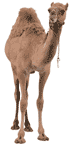 ajdelore's user image