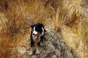 rsiedl's user image