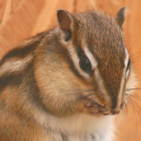 perlpie's user image perlpie's user image