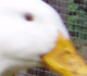 bitingduck's user image
