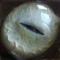 woolfy's user image