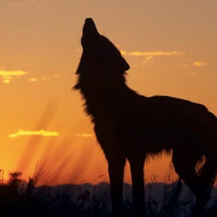 KeighleHawk's user image