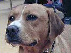 danichka's user image