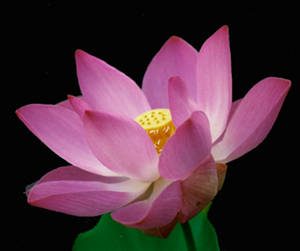 dooberwah's user image