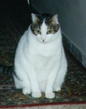 spurperl's user image