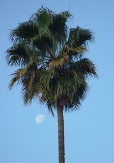 pilgrim's user image