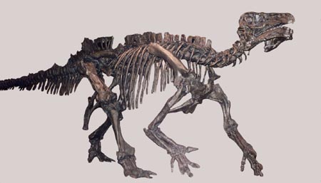 iguanodon's user image