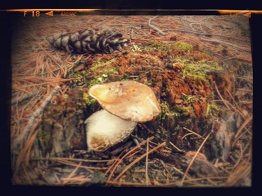 MidLifeXis's user image