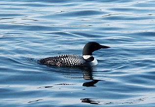 csuhockey3's user image