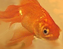 muntfish's user image