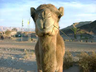 pizza_milkshake's user image