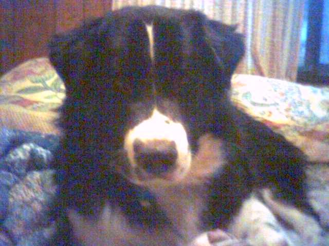 thekestrel's user image