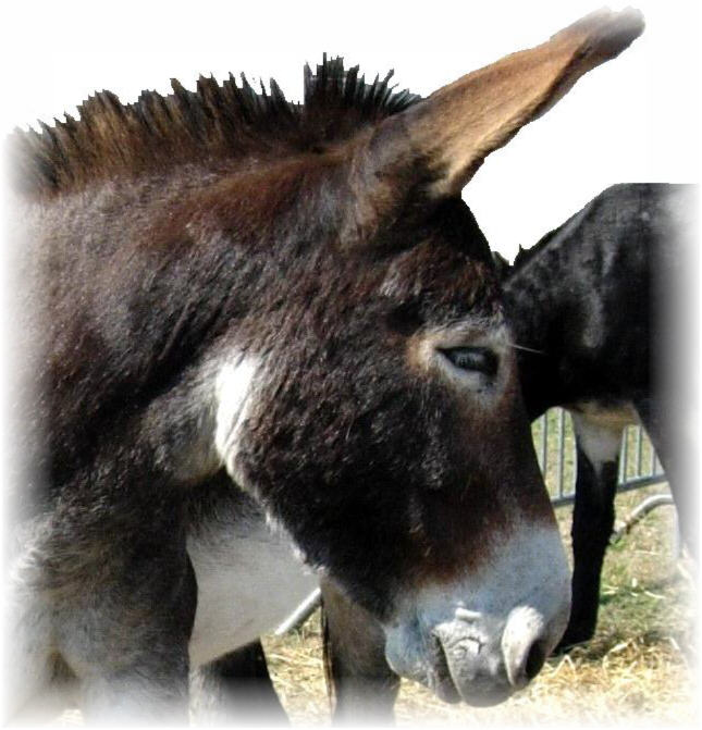 steph_bow's user image