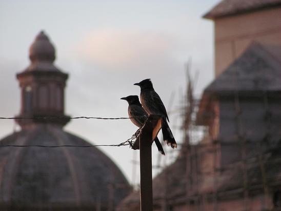 samarzone's user image