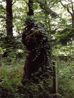 tangent's user image