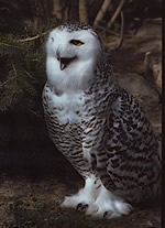 WhiteBird's user image