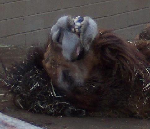 baztastic's user image