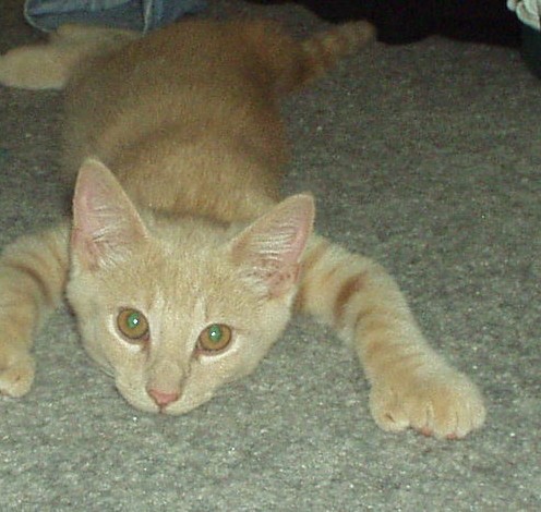 bschilli's user image