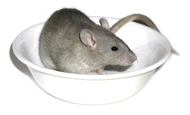 fishbot_v2's user image