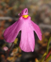 polypompholyx's user image