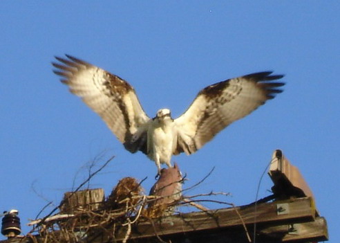 brusimm's user image