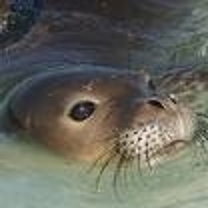 generator's user image