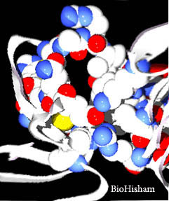 biohisham's user image