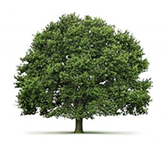 oakb's user image