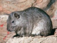 rattusillegitimus's user image
