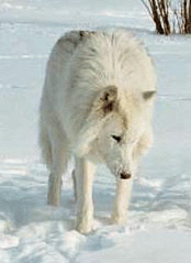 mowgli's user image