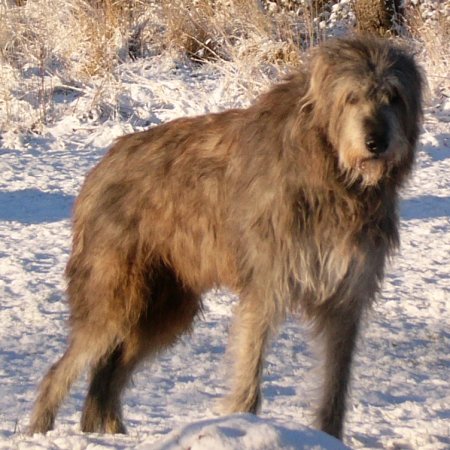 tirwhan's user image
