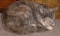 LittleGreyCat's user image