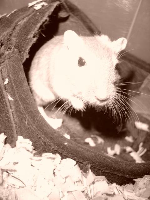 boo's user image