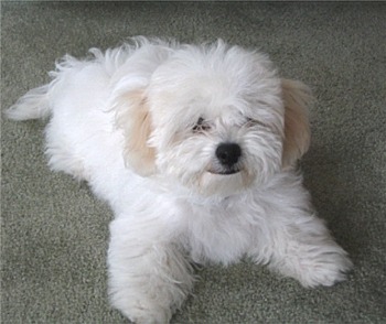 bichonfrise74's user image
