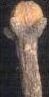 chacham's user image