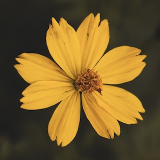 marioroy's user image