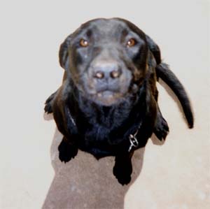 phydeauxarff's user image